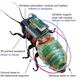 A figure details each part of the system used to create the cyborg roach.